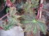 Begonia fuscomaculata